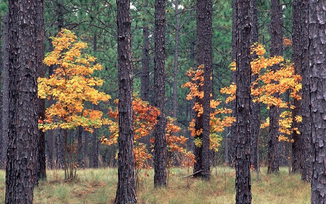 Arnett Branch Old Growth Longleaf