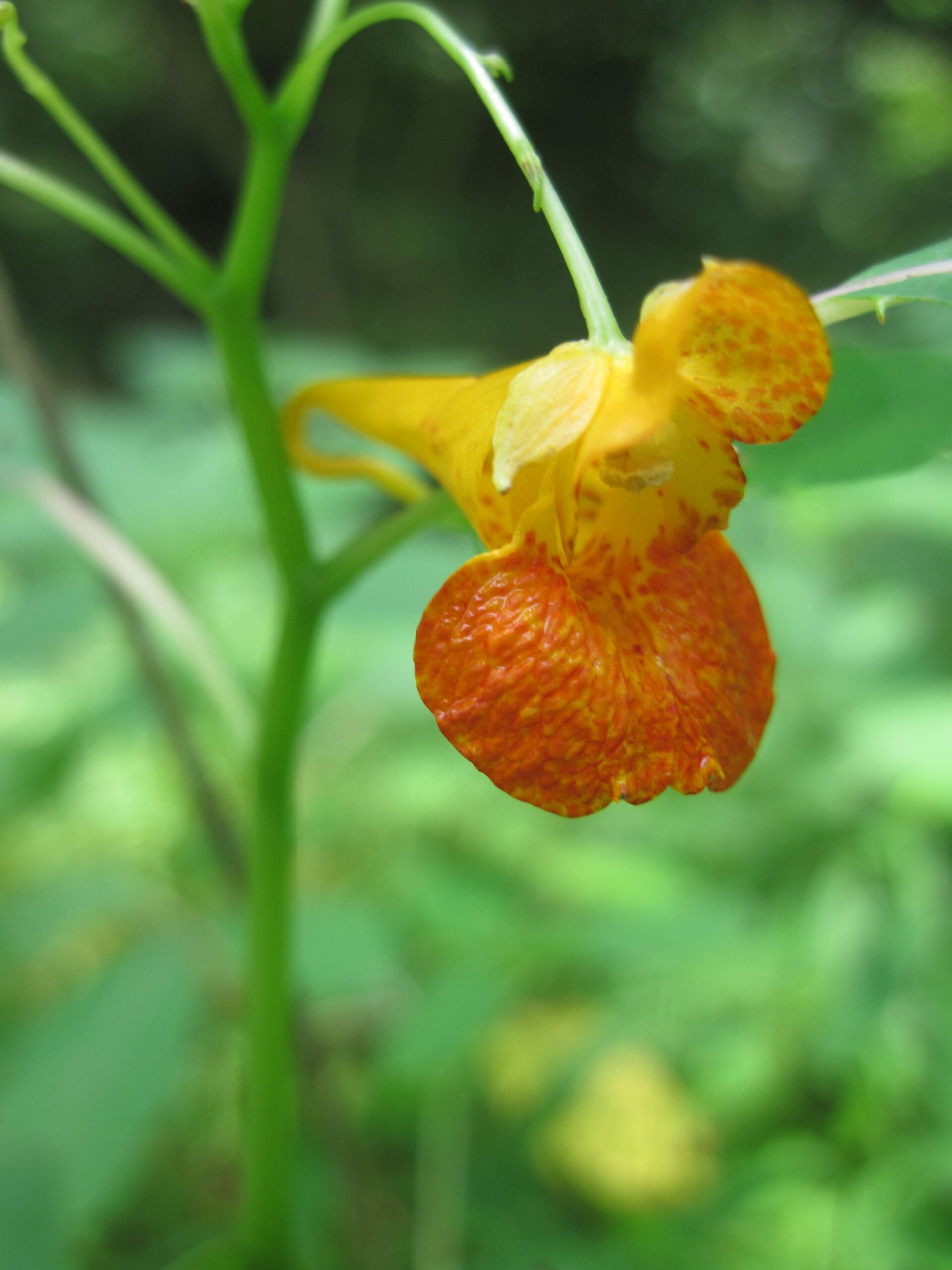 Spotted Jewelweed