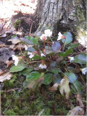 Shortia galacifolia var. brevistyla