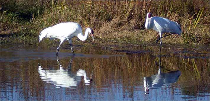 Whooping Cranes