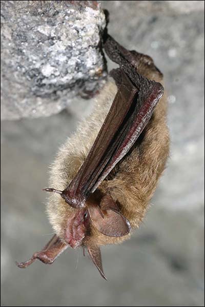 Northern Long-Eared Bats