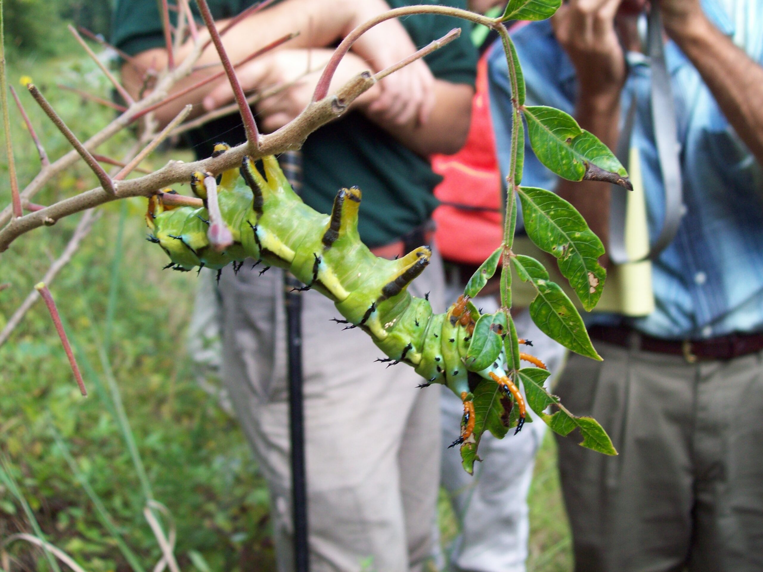 Hickory Horned Devil