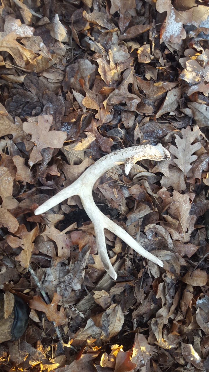 Antler Sheds