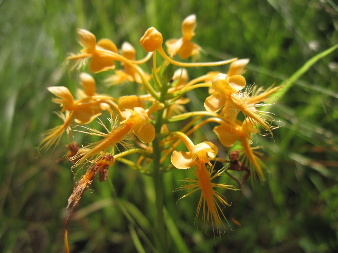 Yellow-Fringed-Orchid