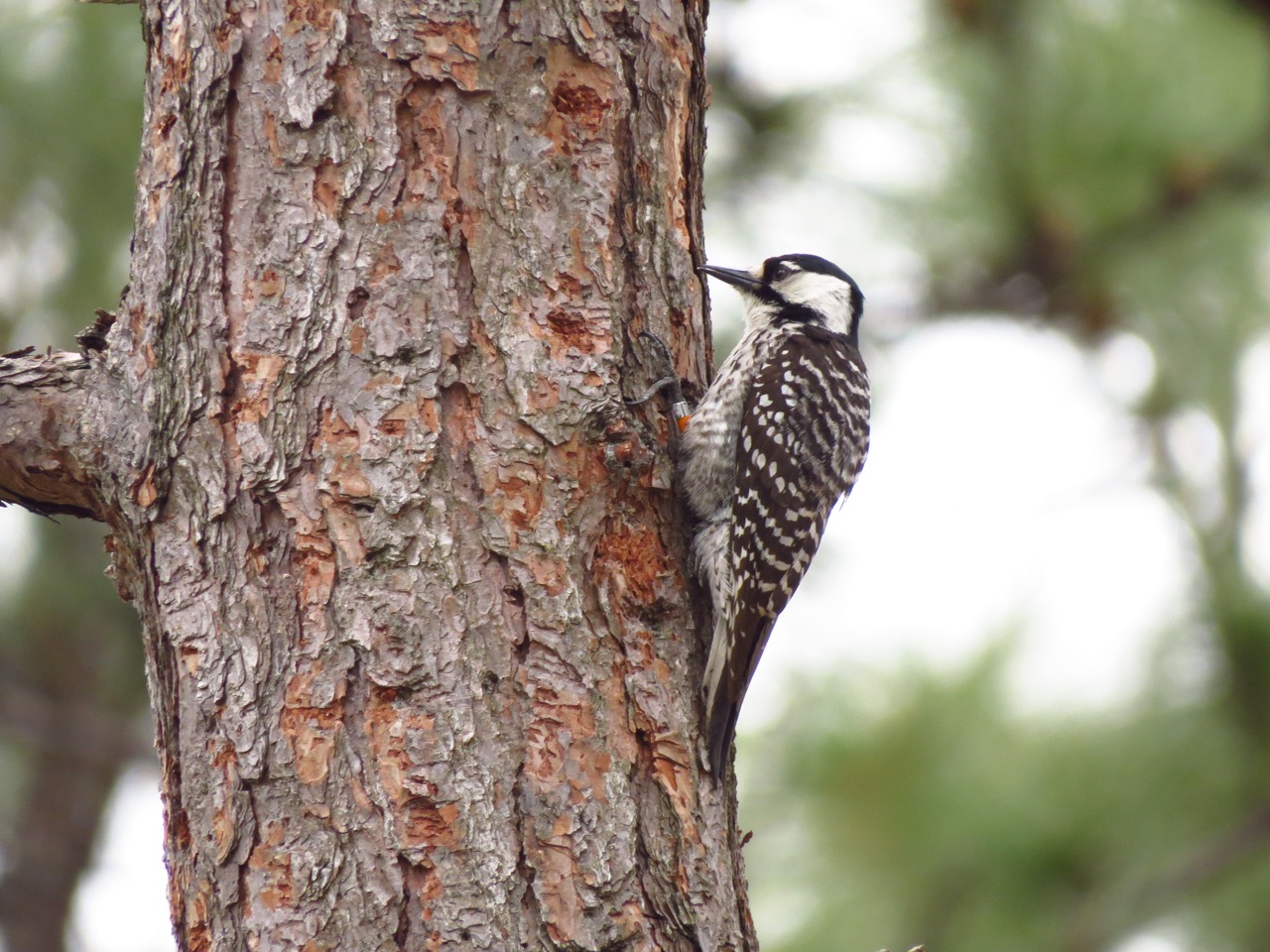 woodpecker