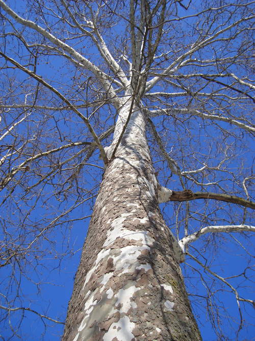 Trees with exfoliating bark