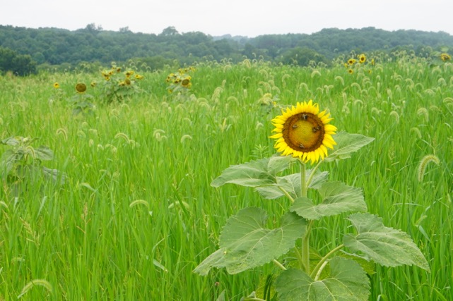 Sun Flower