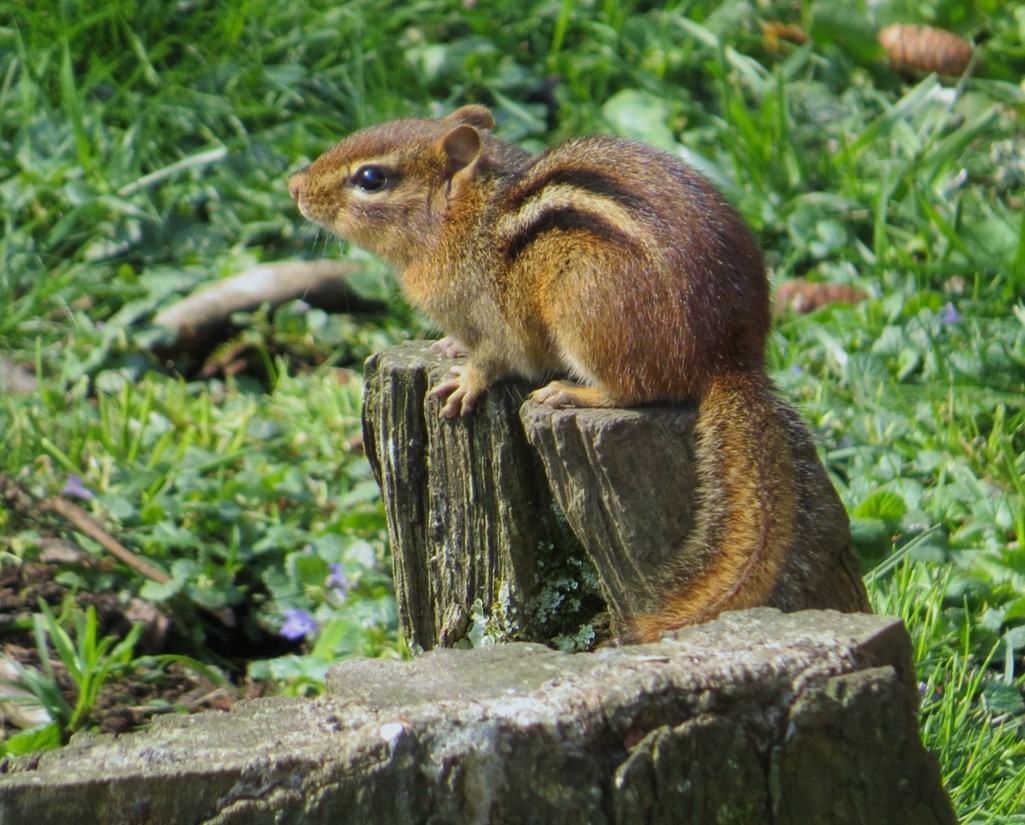 Chipmunks