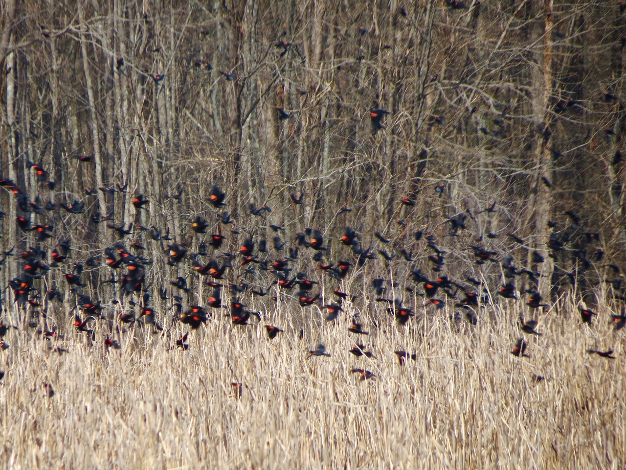 Pee Dee Wildlife Refuge Birding