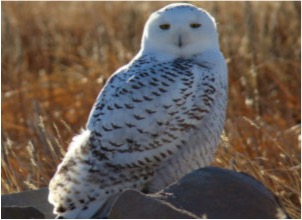 snowy-owl2