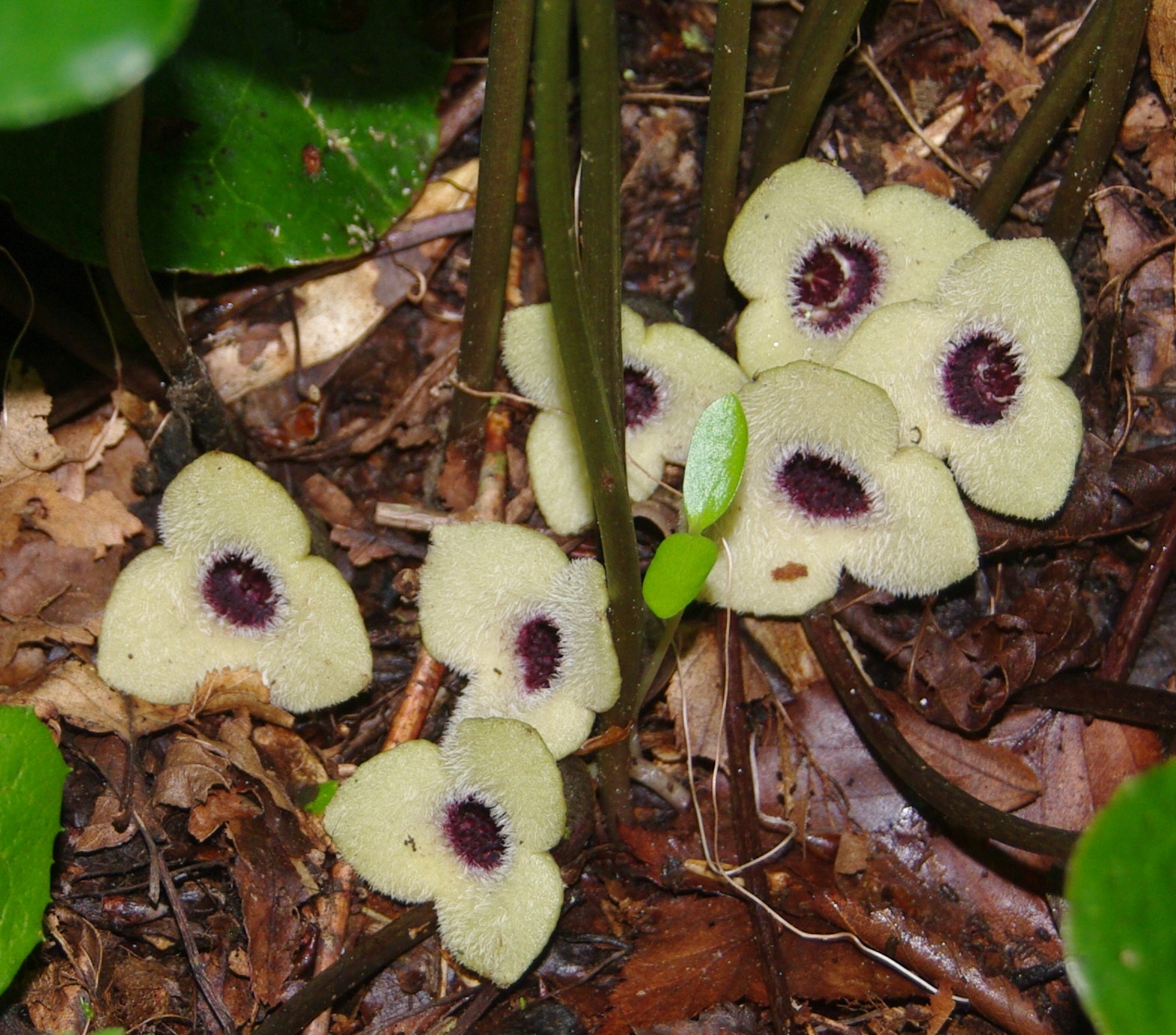 North Carolina Rare Plant