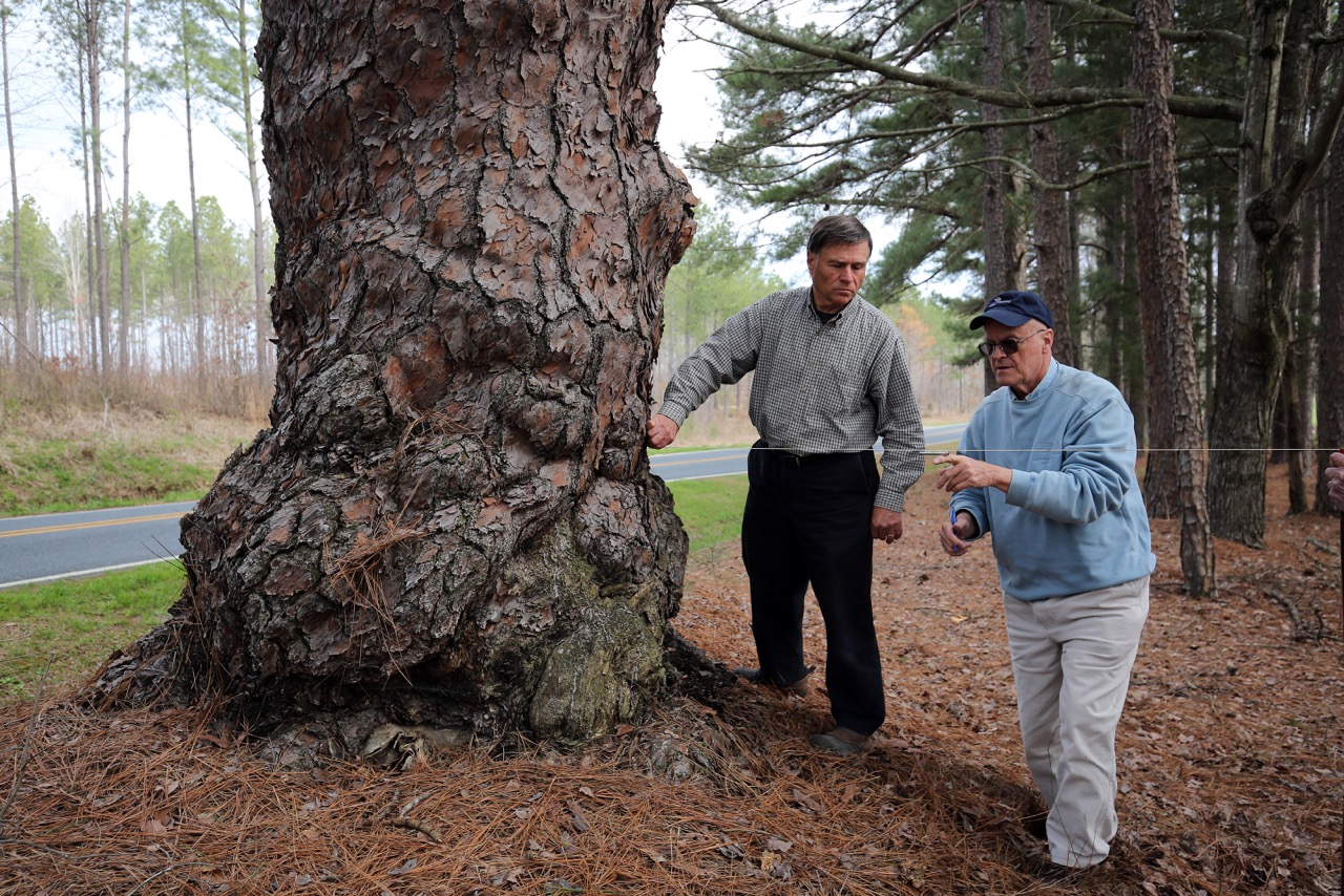 Big Tree Hunting