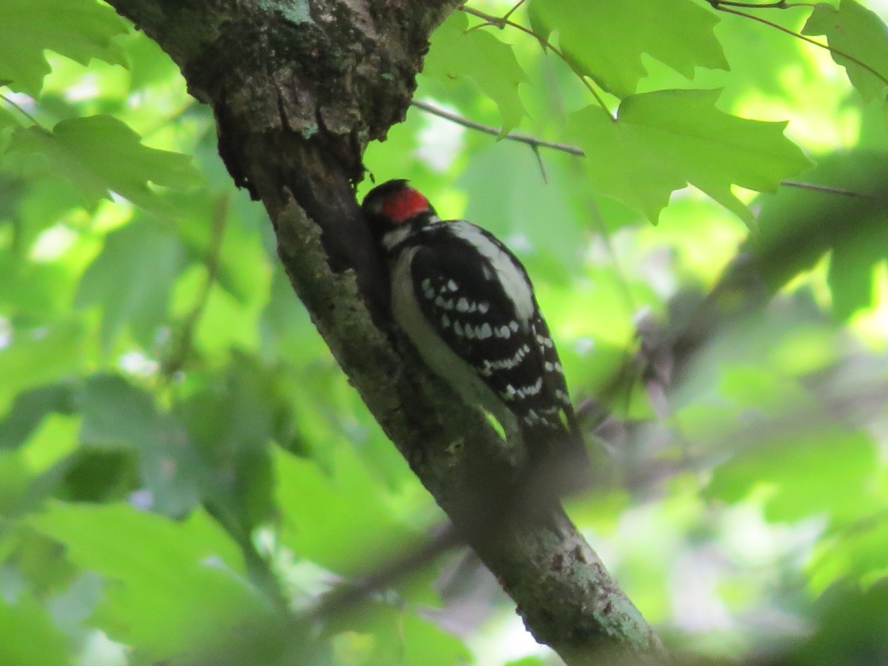 Wood Pecker