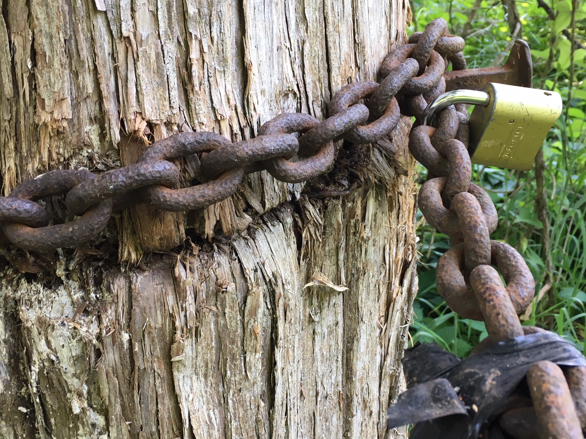 Image Girdled Tree