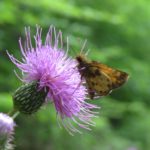 Image Flower and Butterfly