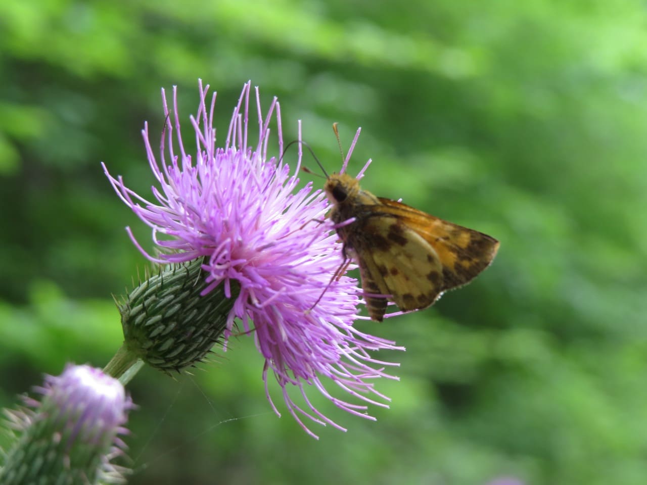 Image Flower and Butterfly