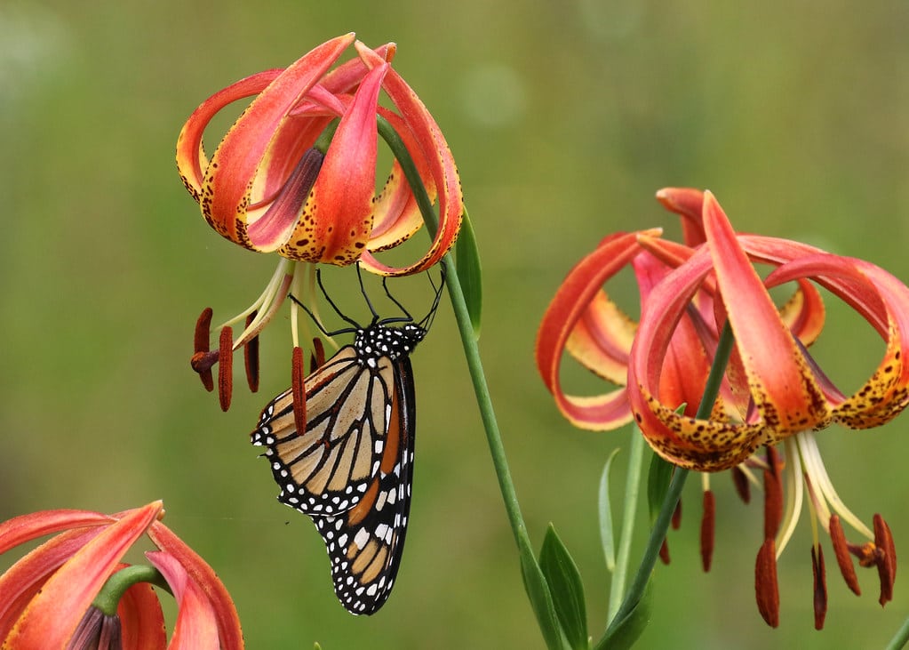 Image Butterfly