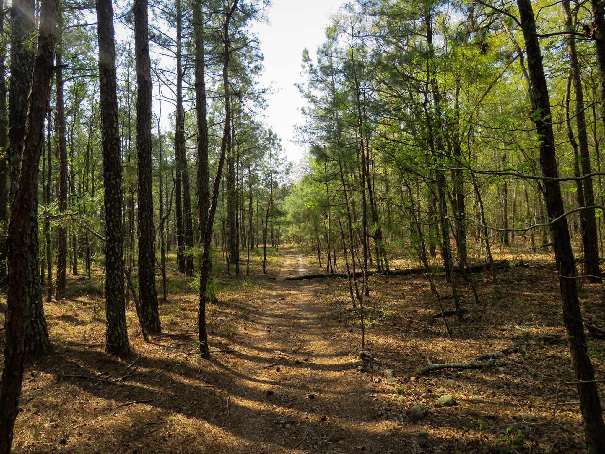 Image Big Creek Bottomlands