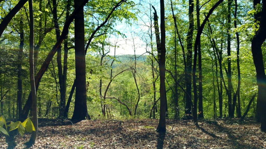 Image Hardwood Trees