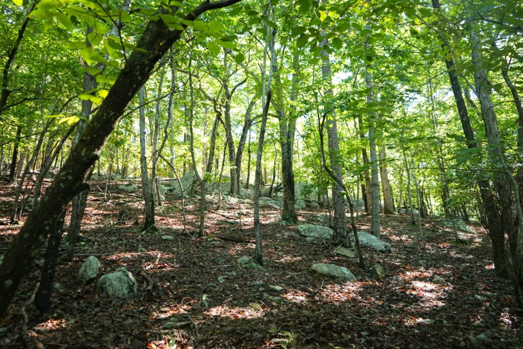 Image Hardwood Forest