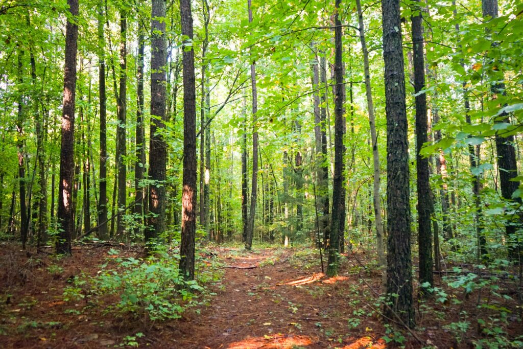 Image Forest