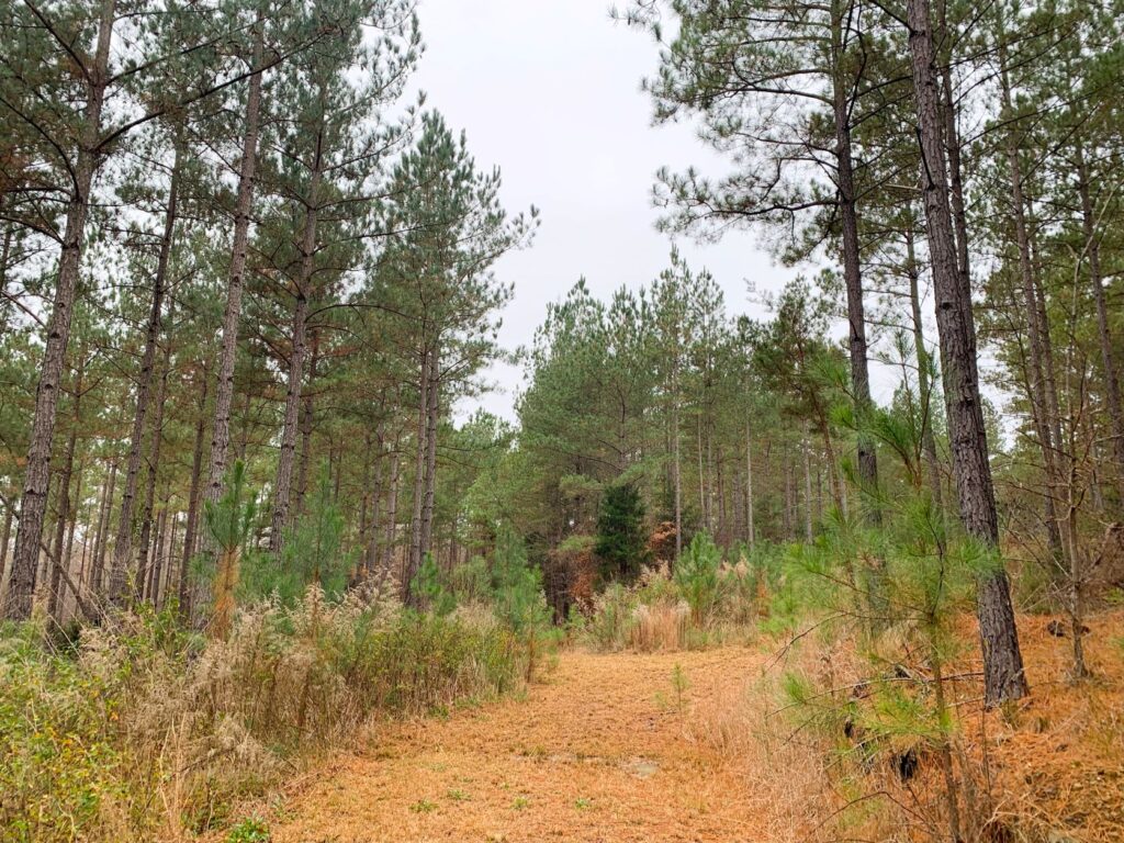 Image Forest