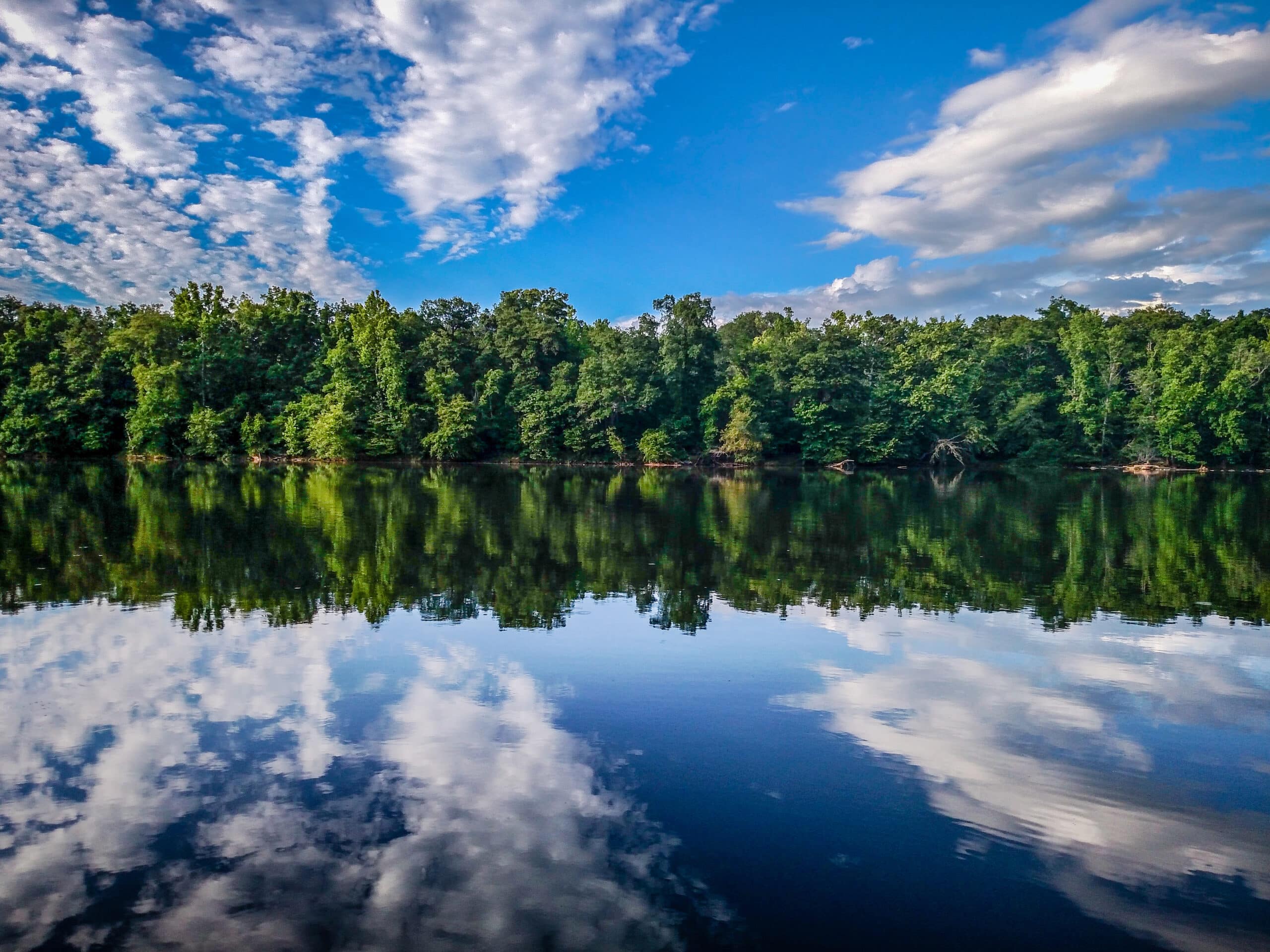 Image Forest Treeline Reflections