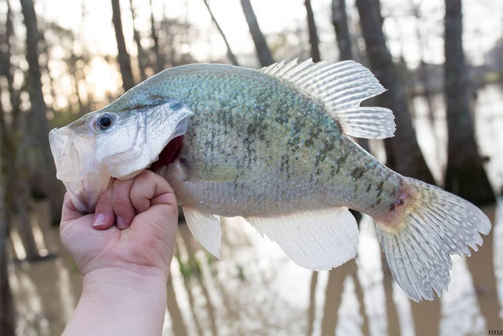 Ultimate Crappie Burger Recipe