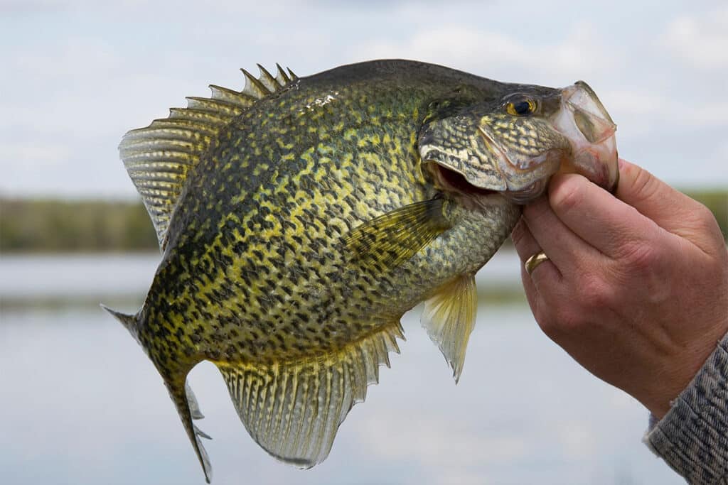 Ultimate Crappie Burger Recipe