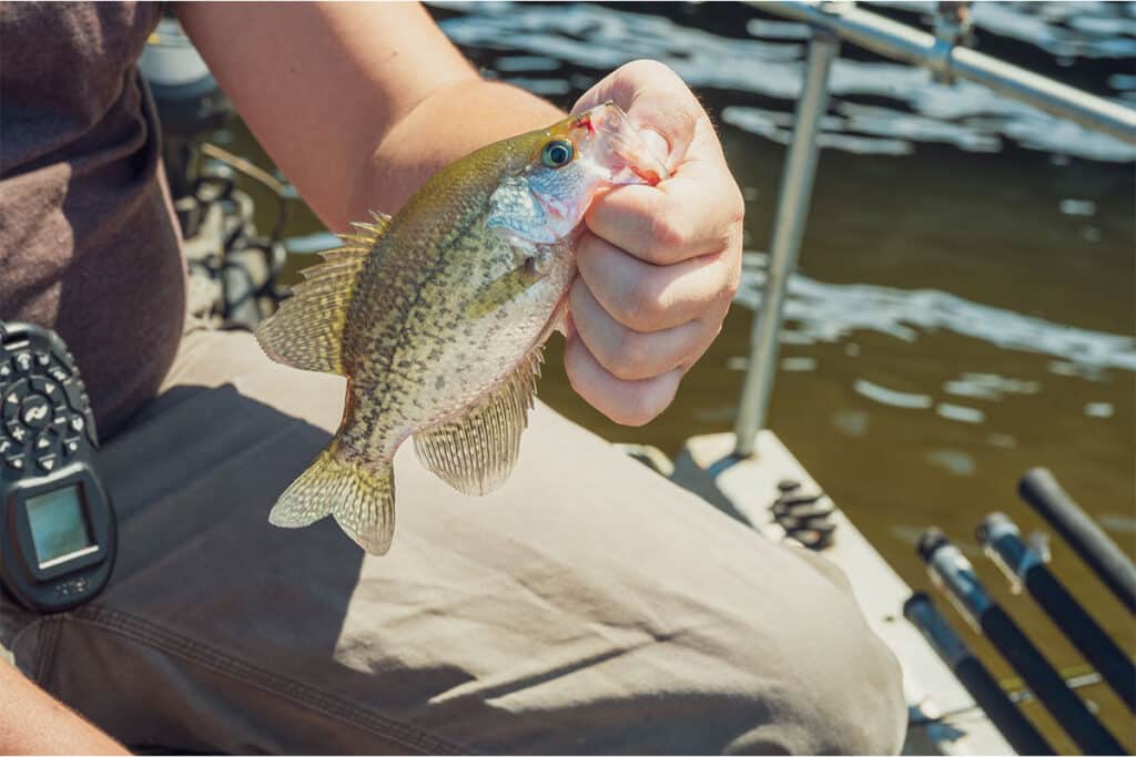 Ultimate Crappie Burger Recipe