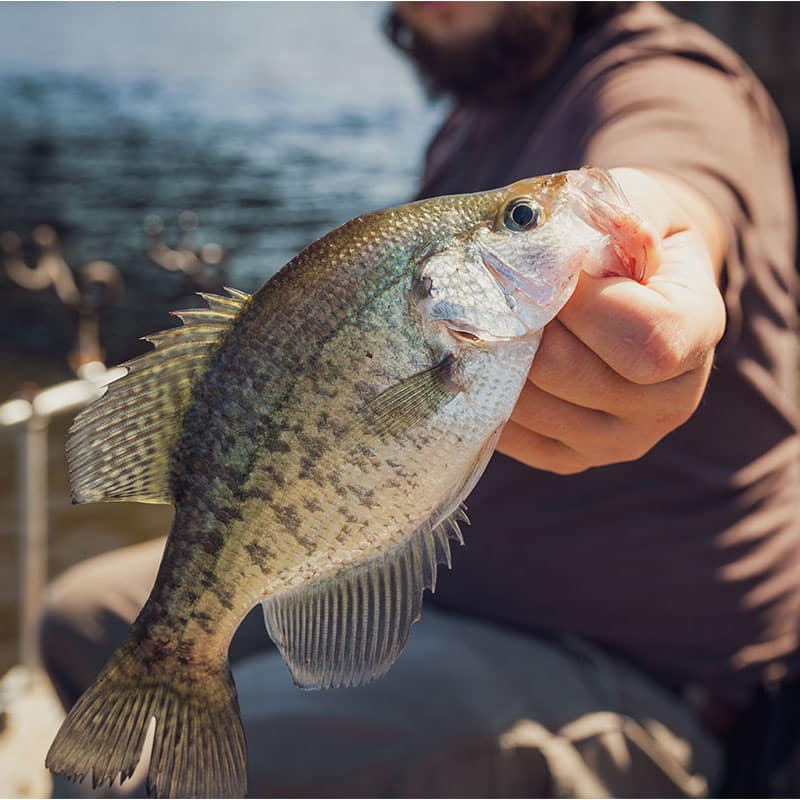 Ultimate Crappie Burger Recipe