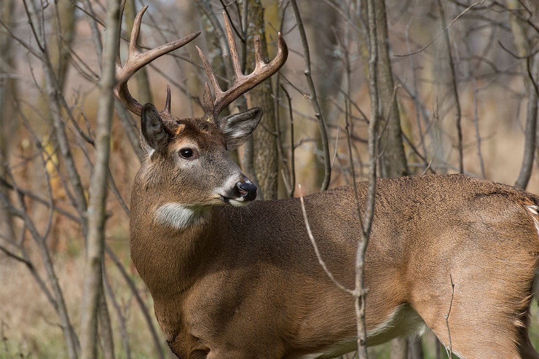 Hunt Multiple Counties