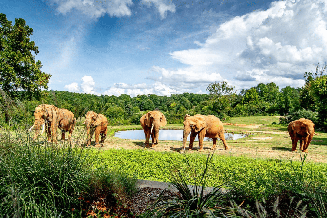 north carolina zoo